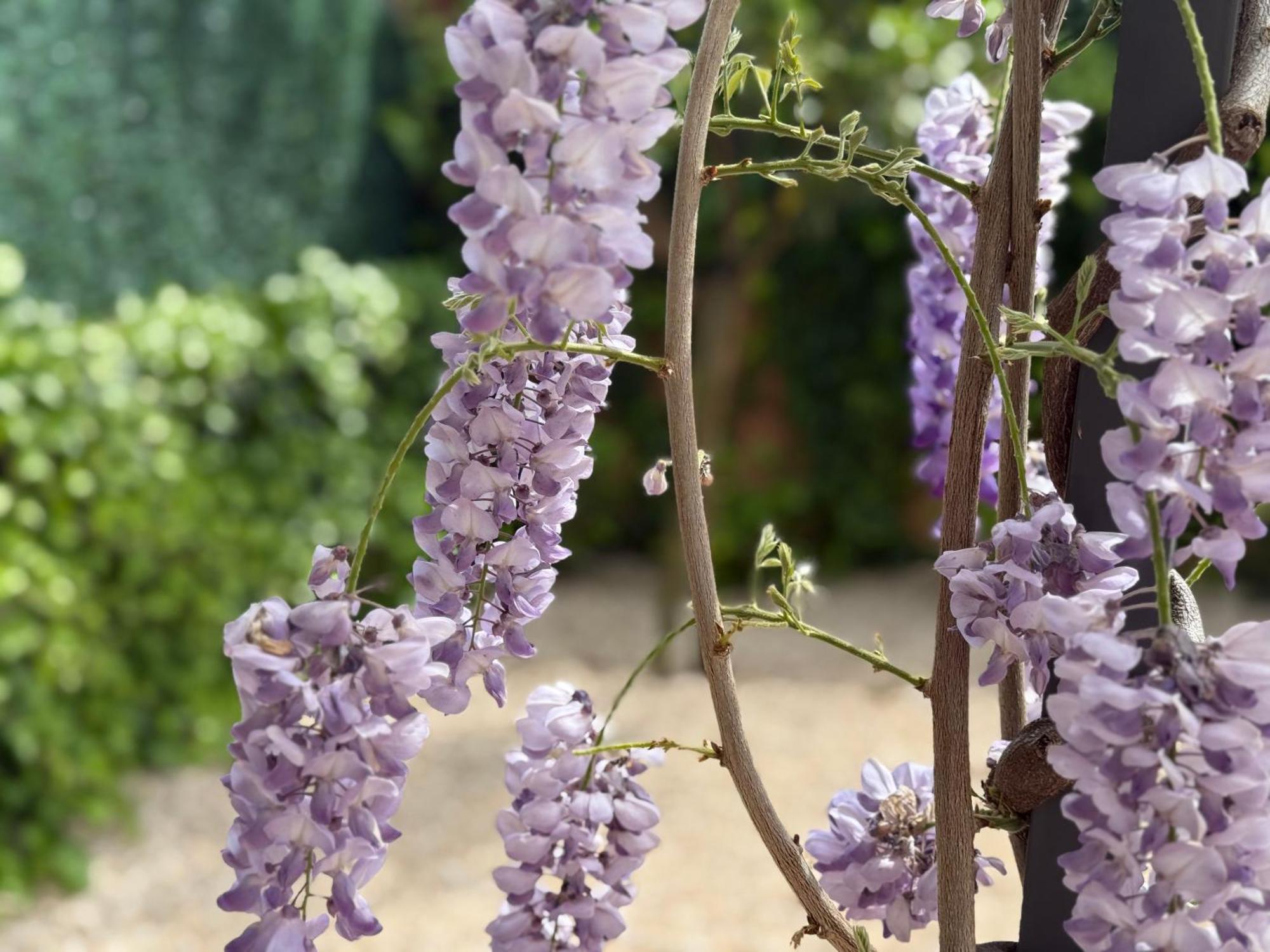 Bakea Apto Con Jardin Privado Bakio Exteriör bild